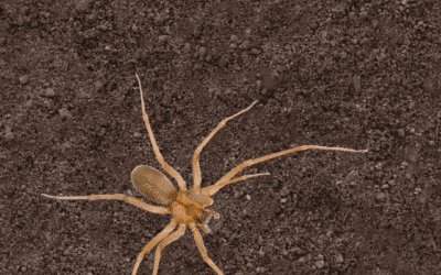 Spotting the Brown Recluse: Identification, Habits, and Safety Tips