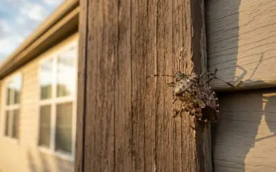 Brown Marmorated Stink Bug: Missouri’s Most Annoying Fall Invader