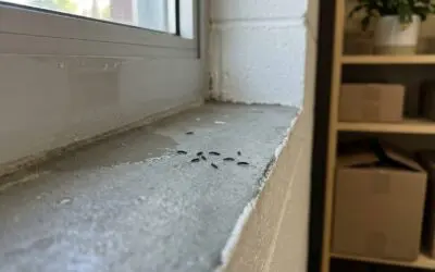 Managing Springtails with Targeted Pest Control