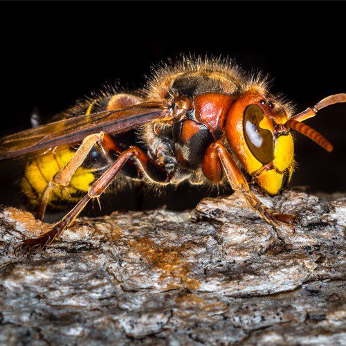 A yellow and black hornet sitting on a piece of wood.