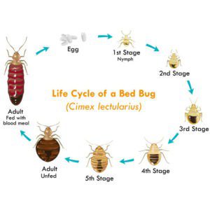 Bed Bug Removal & Exterminator St. Louis | STL Pest Control