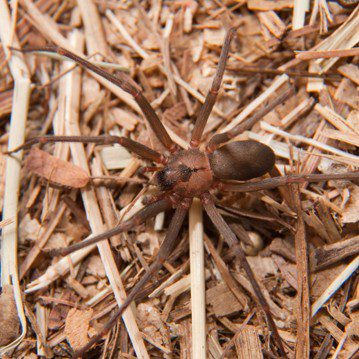 A brown spider is sitting on a pile of straw.