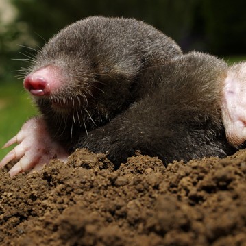 A mole is laying down in the dirt.