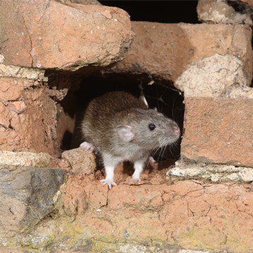A rat is sitting in a hole in a brick wall.