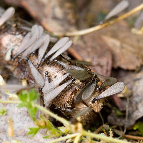 Termite Exterminator showing Termites on a piece of wood.