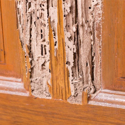 Termite Control Services in St. Louis - Termites on wood wall