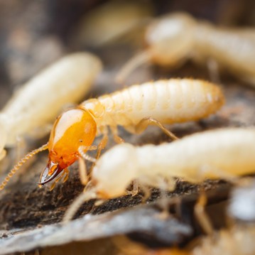 A group of white and yellow termites on a piece of wood.