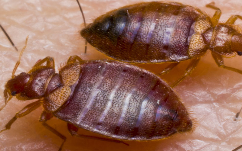 Two bed bugs on a bed.