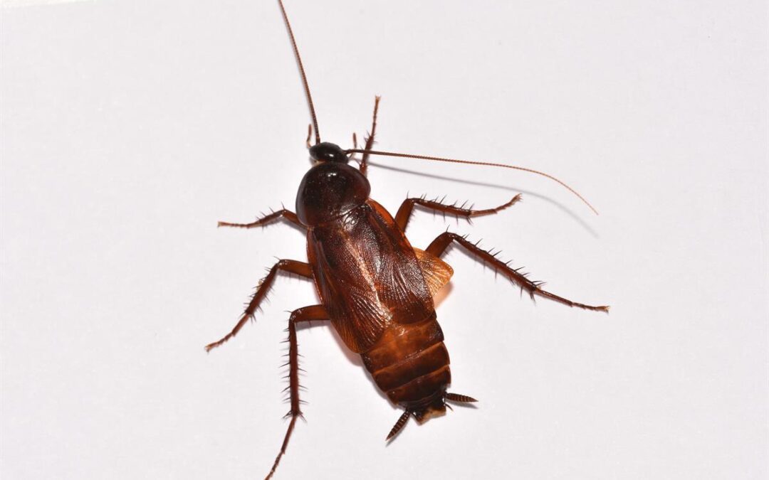 Winter Wonderland Without Unwanted Guests: Your Pest-Free Holiday Guide