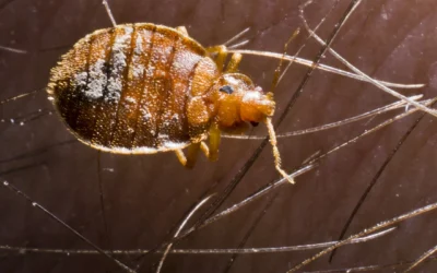 The Bed Bug Battle in St. Louis: What You Need to Know