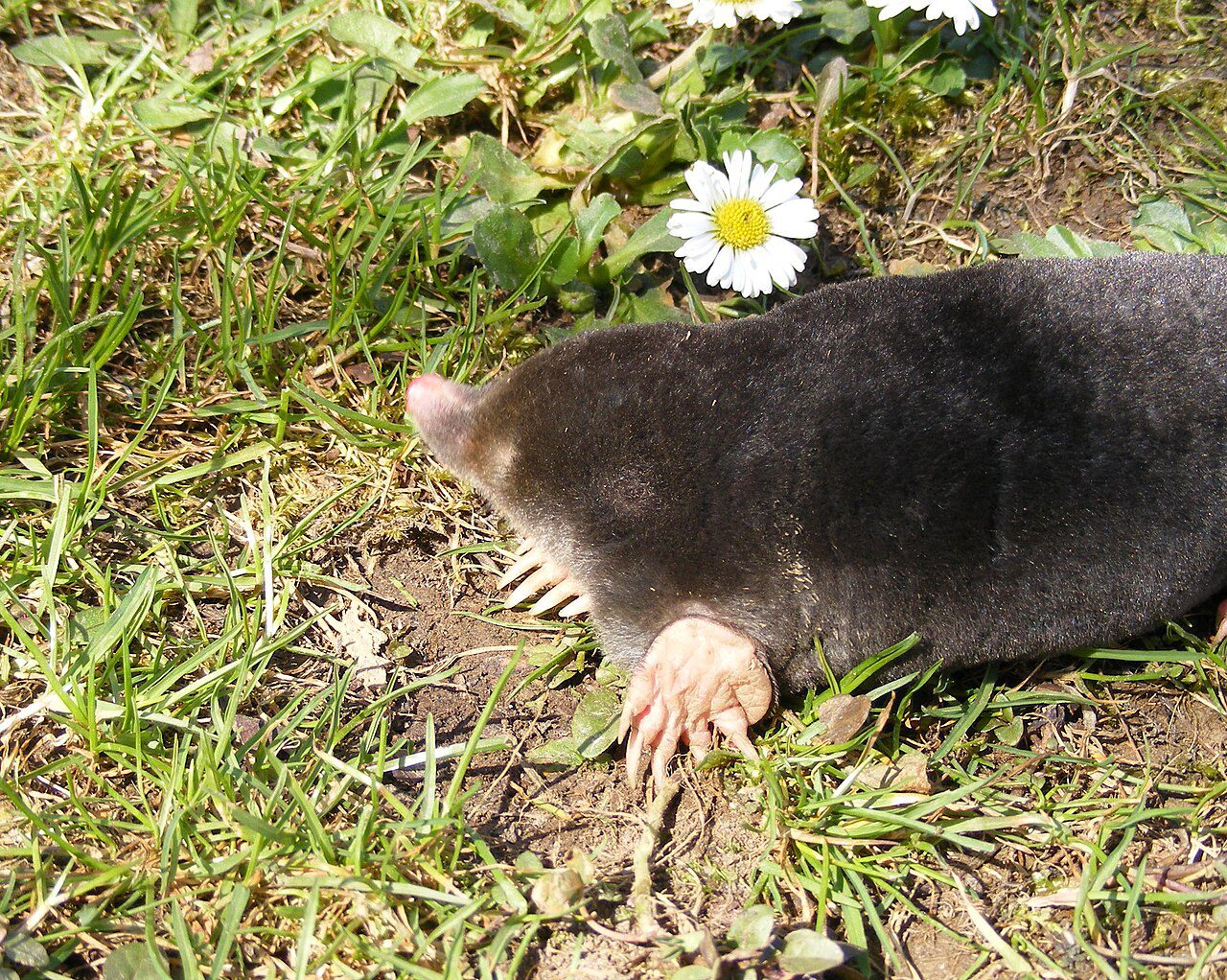 Kret_mole