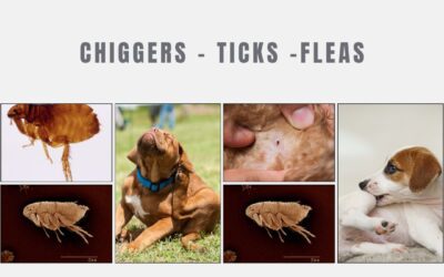 The Ultimate Guide to Protecting Your Yard from Chiggers, Ticks, and Fleas