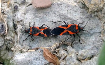 Boxelder Bugs: Your Ultimate Guide to Understanding and Eliminating Them