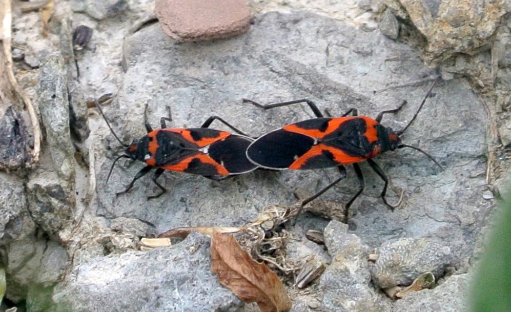 Boxelder Bugs: Your Ultimate Guide to Understanding and Eliminating Them