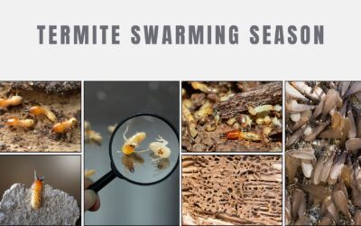 Unveiling Termite Swarming Season: How Early Spring Weather Affects Metro St. Louis