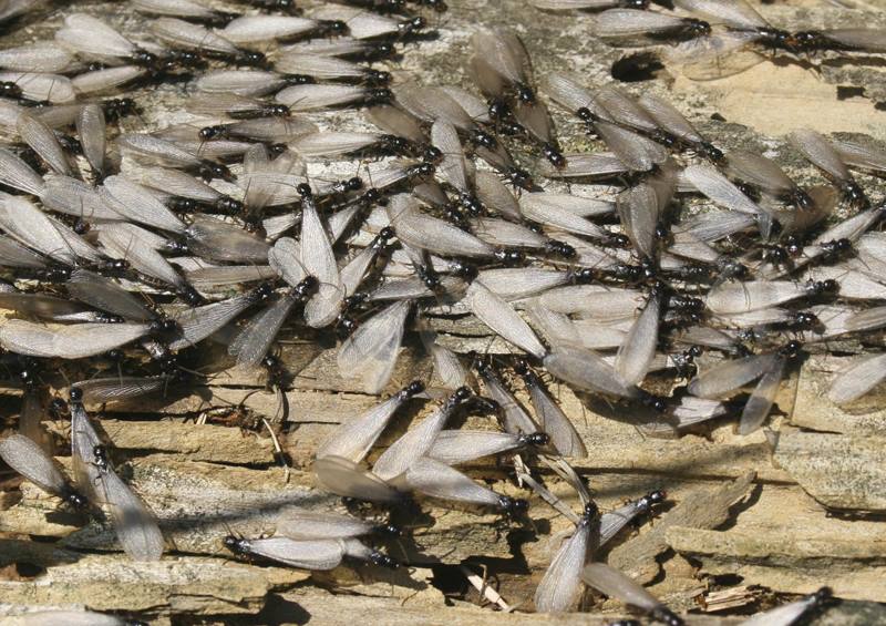 Beware the Swarm: Navigating Subterranean Termite Season in St. Louis, MO