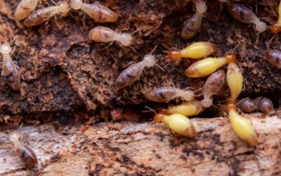 Ants vs. Subterranean Termites: Know the Difference This Spring