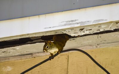 Safeguarding Your Sanctuary: How to Keep Squirrels and Raccoons Out of Your Attic