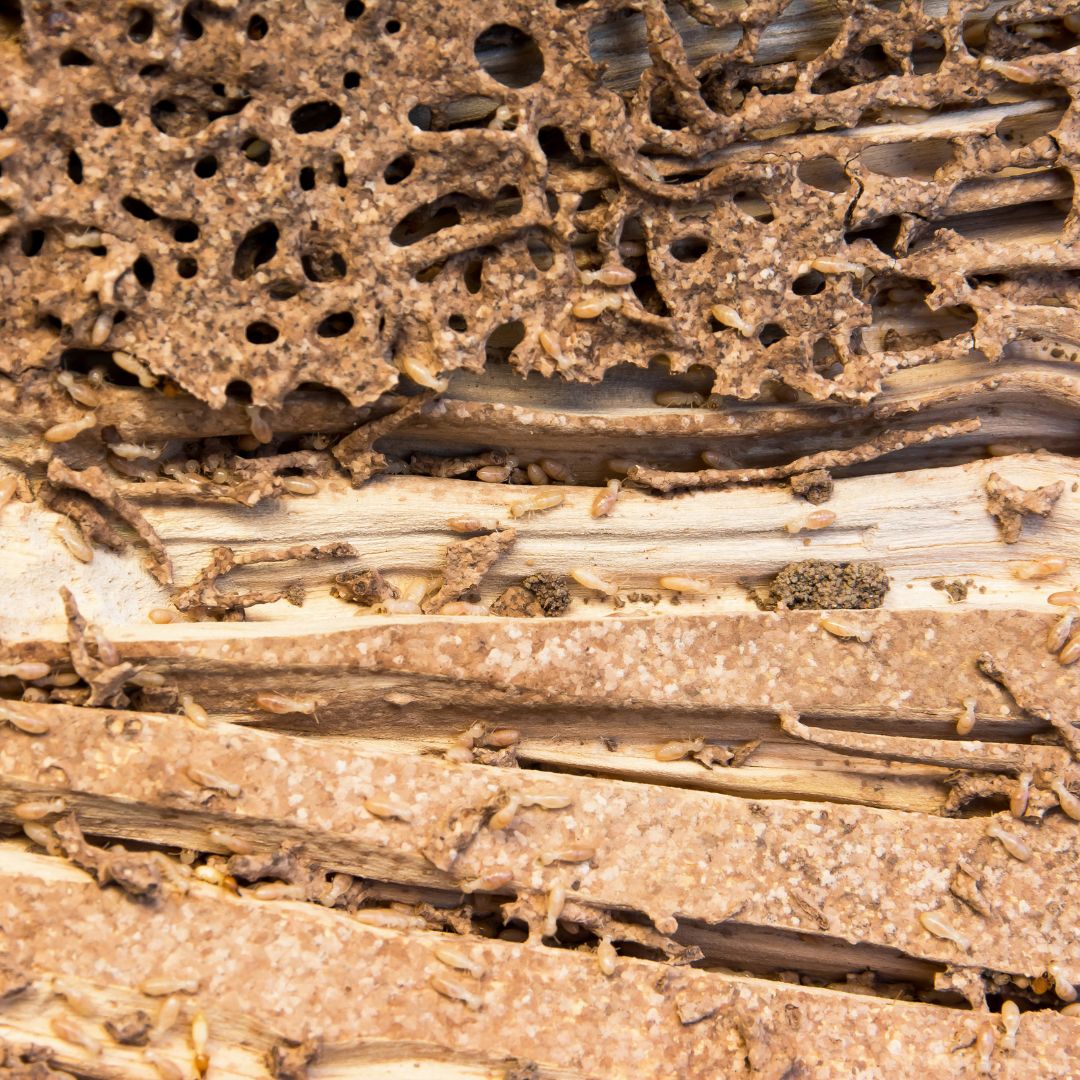 Extensive termite damage in wooden structures.
