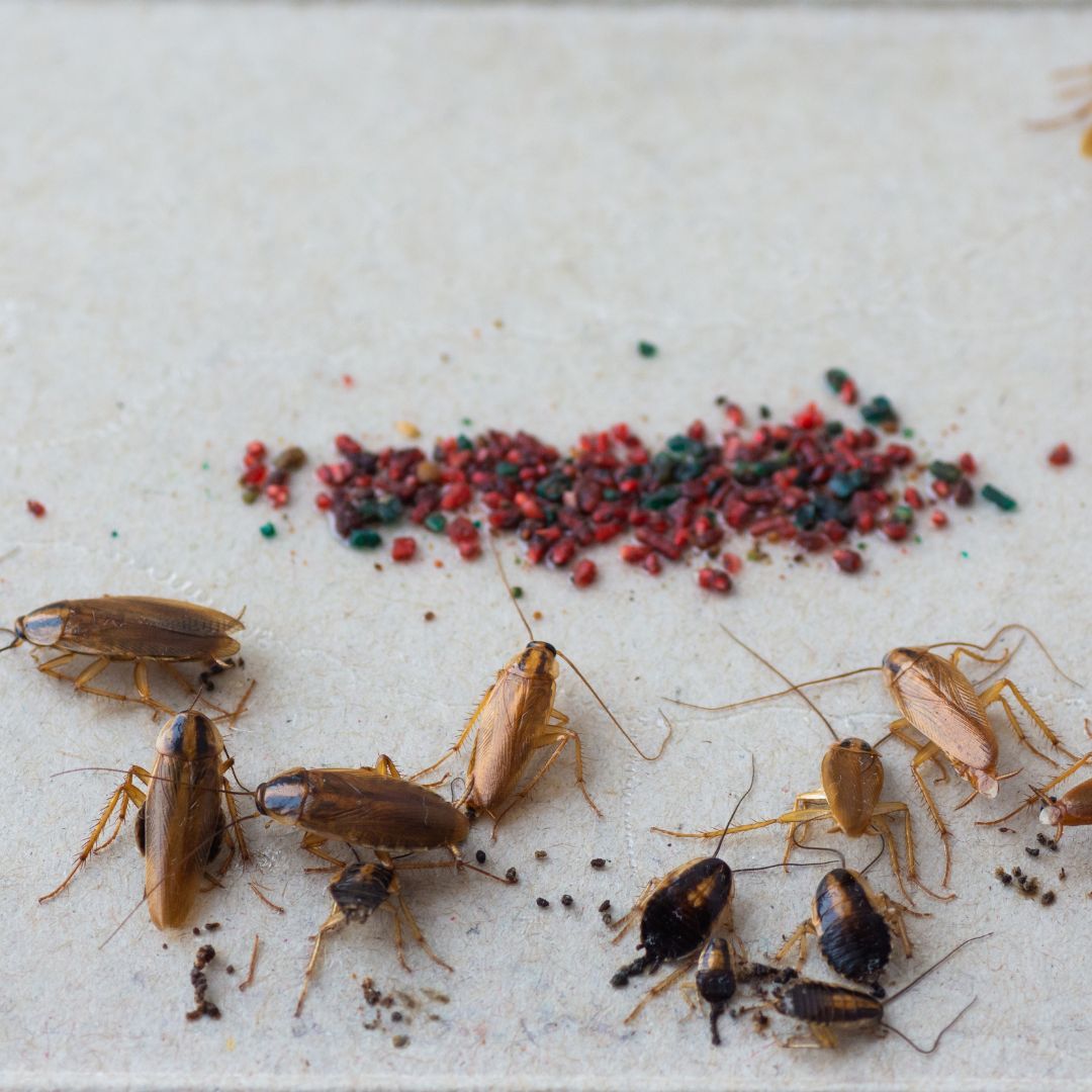 Cockroaches trapped on a bait station.