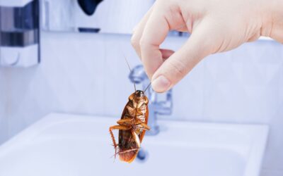 Why German Cockroaches Thrive in Your Kitchen: Unveiling Health Risks and Infestation Causes