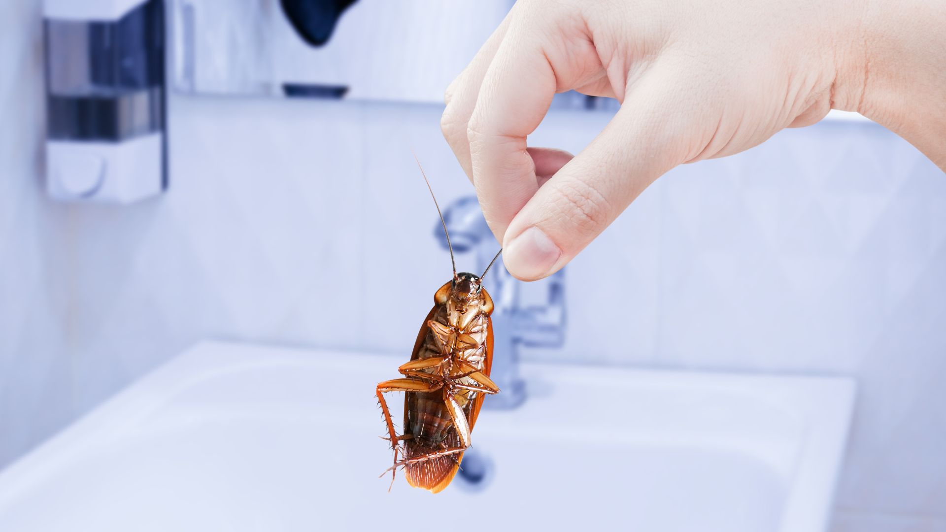 Why German Cockroaches Thrive in Your Kitchen: Unveiling Health Risks ...