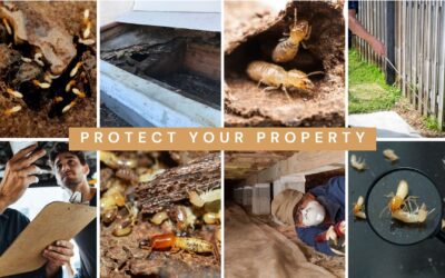 Termites in St. Louis: How Regular Home Inspections Protect Your Property