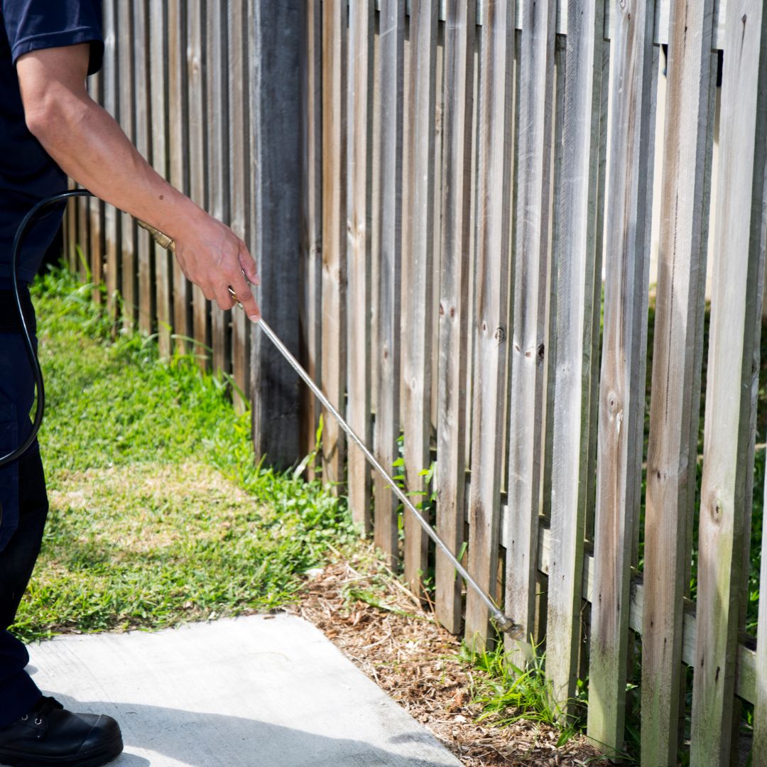 Pest control professional checking the perimeter of a wooden fence for termites.