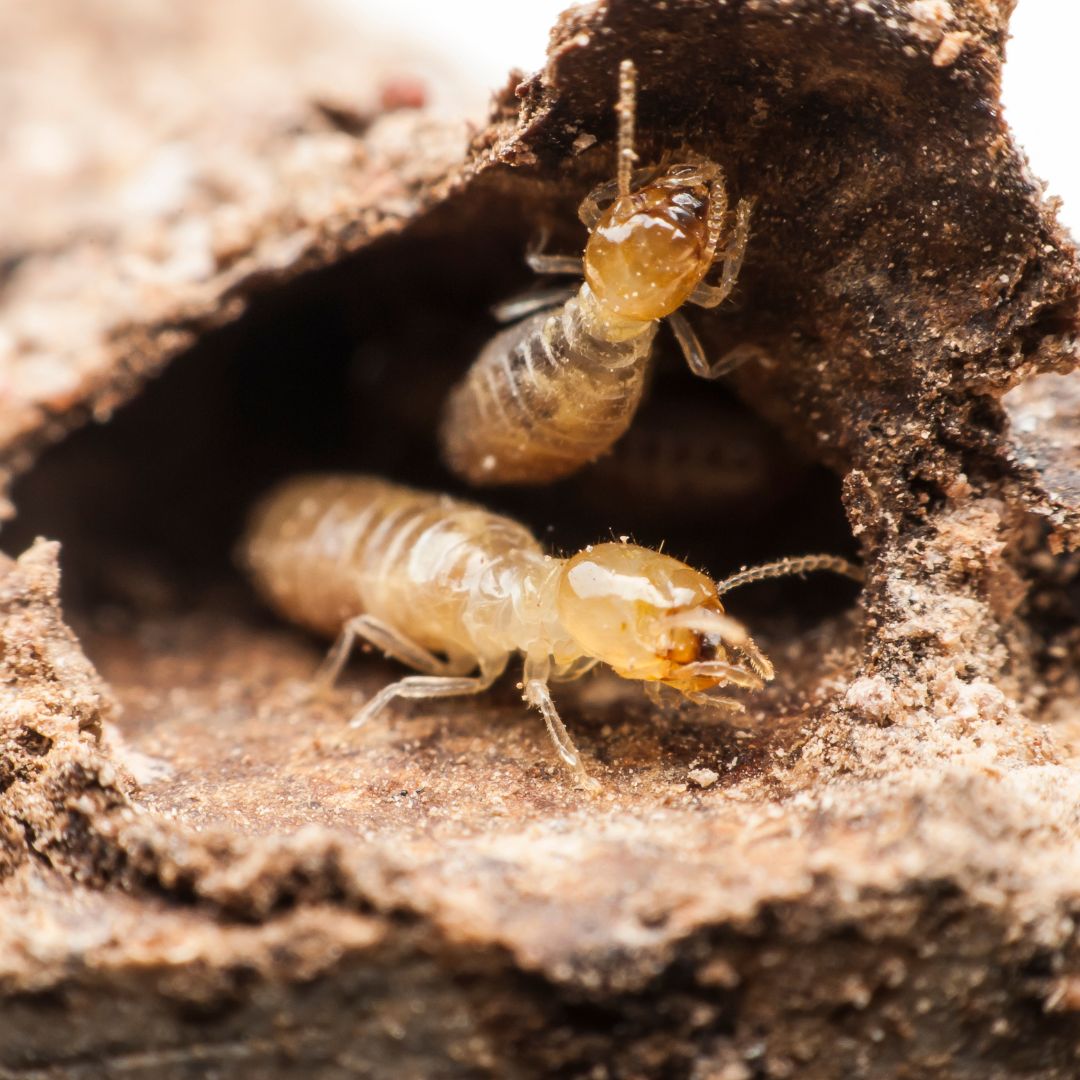 Close-up of termites emerging from nest in wood.