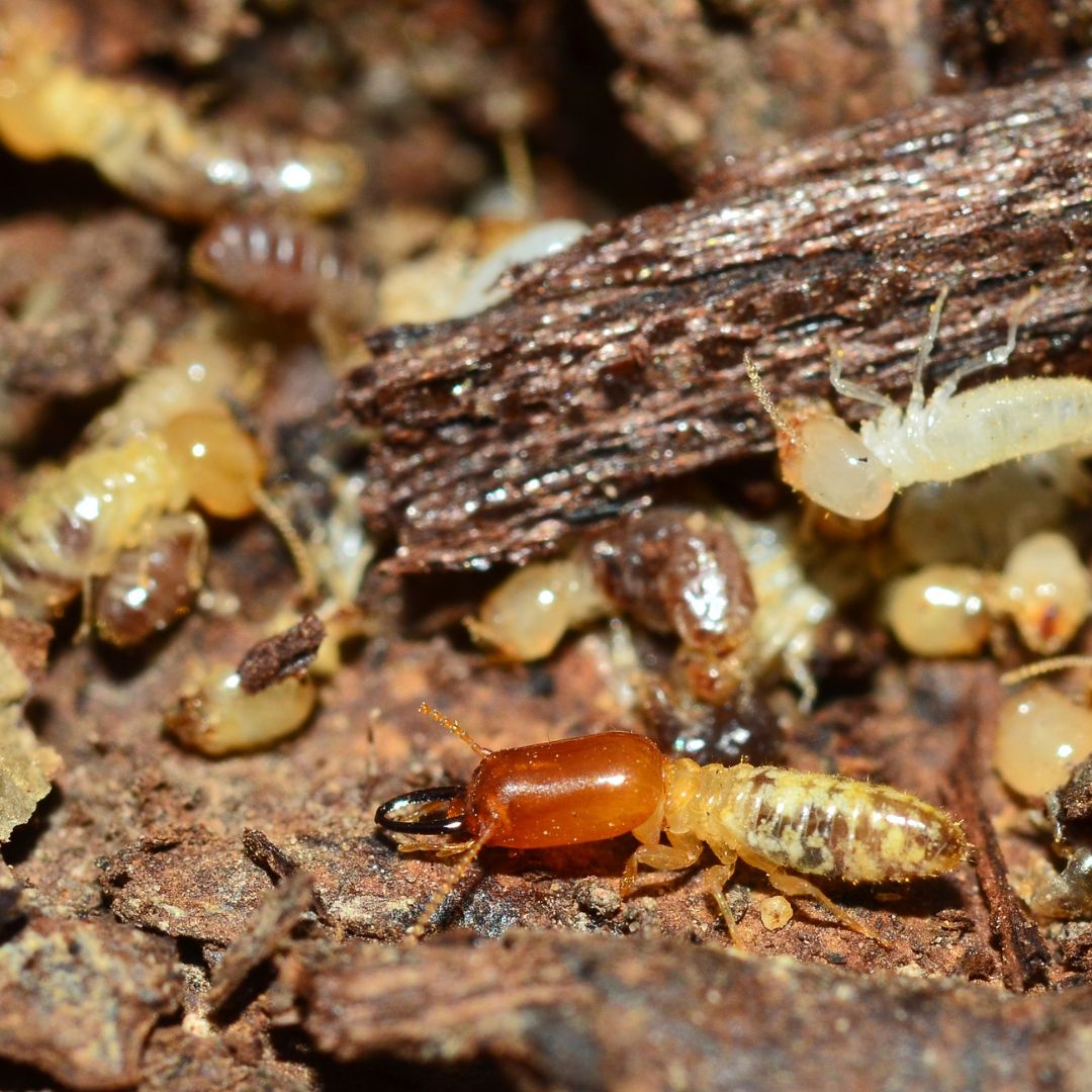 Termites found on decaying wood in a natural habitat.