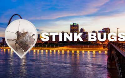 Stink Bugs in the Midwest Area: A Comprehensive Guide