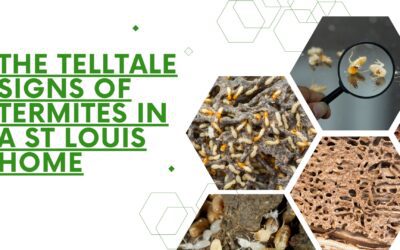 The Telltale Signs of Termites in a St Louis Home