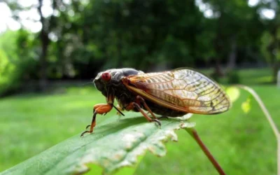 Cicada Emergence in St. Louis: A Spectacular Dual Brood Phenomenon