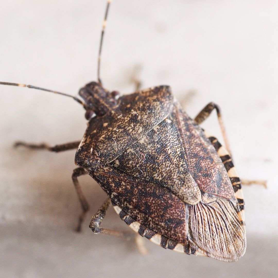 Close-up of a brown marmorated stink bug on a white background.