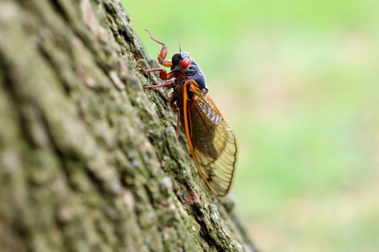 Cicada Emergence in St. Louis A Spectacular Dual Brood Phenomenon