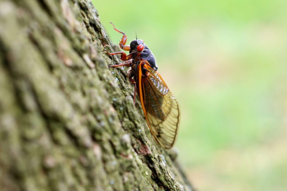 Cicada Emergence in St. Louis: A Spectacular Dual Brood Phenomenon ...