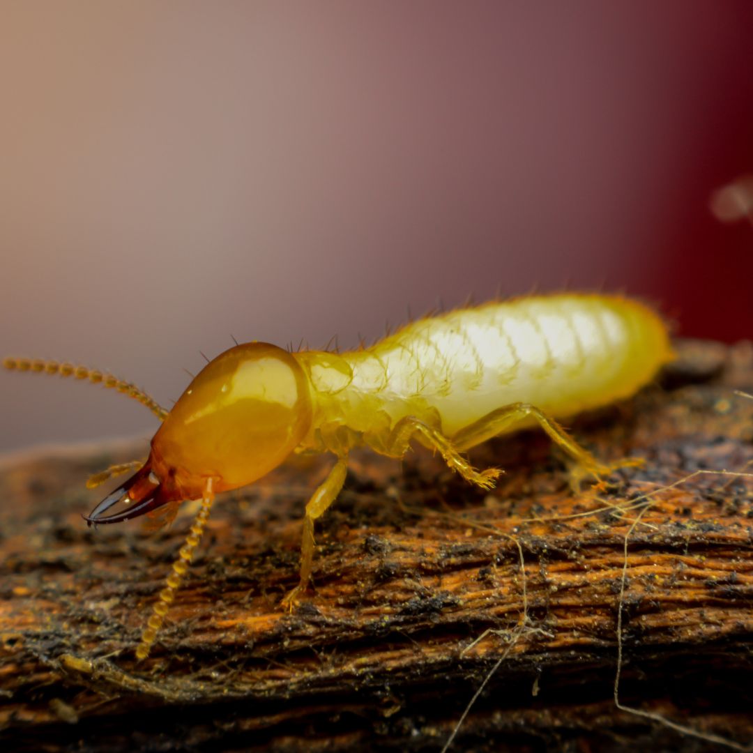 Close-up of a worker termite on a damaged wood surface.