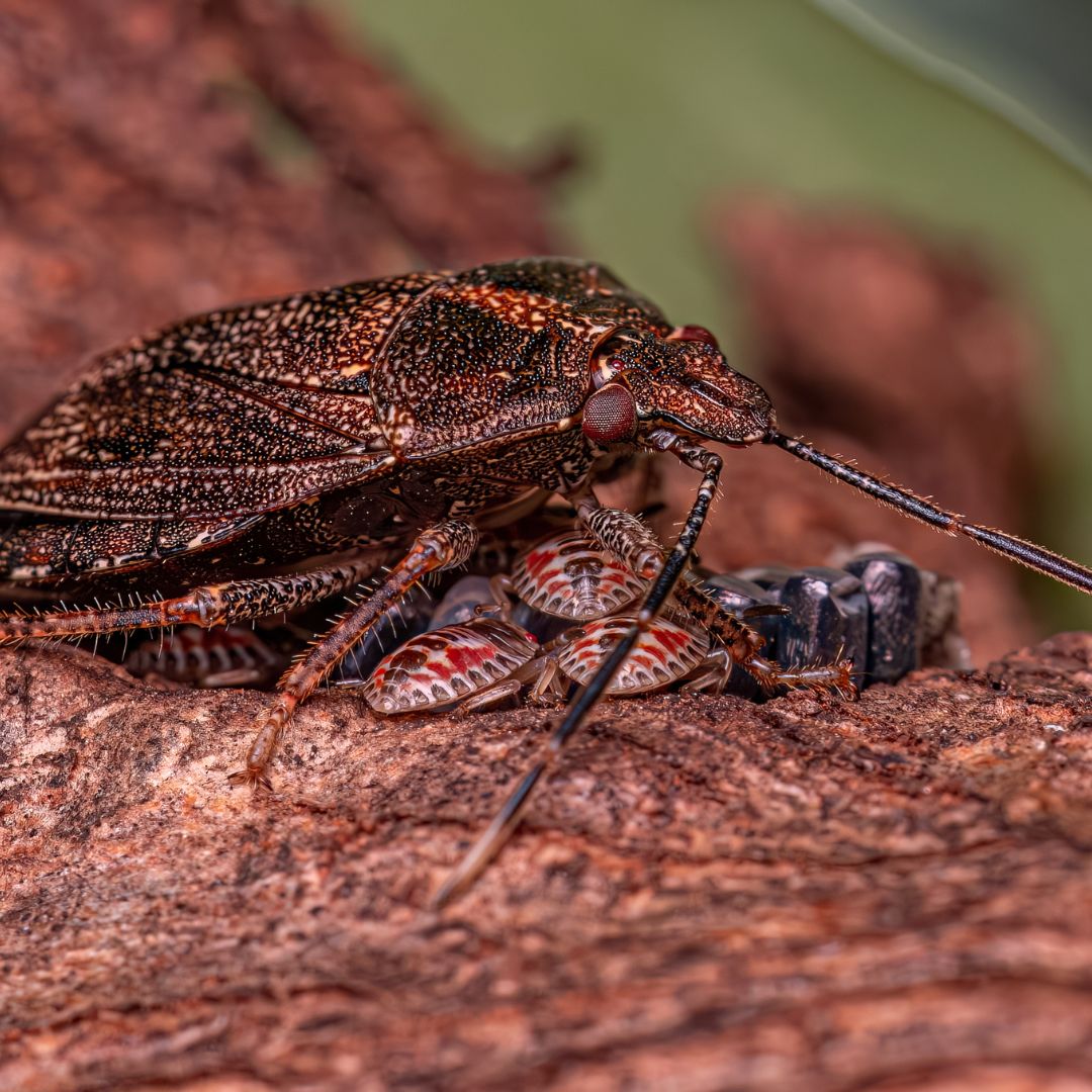 A brown marmorated stink bug stands guard over its eggs and newly hatched nymphs on tree bark.