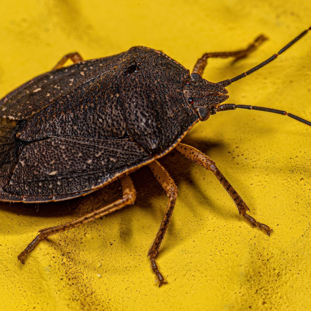 A brown marmorated stink bug against a vivid yellow background.