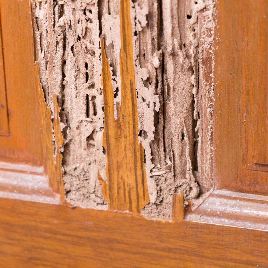 Extensive termite damage on wooden door structure in a St Louis home.