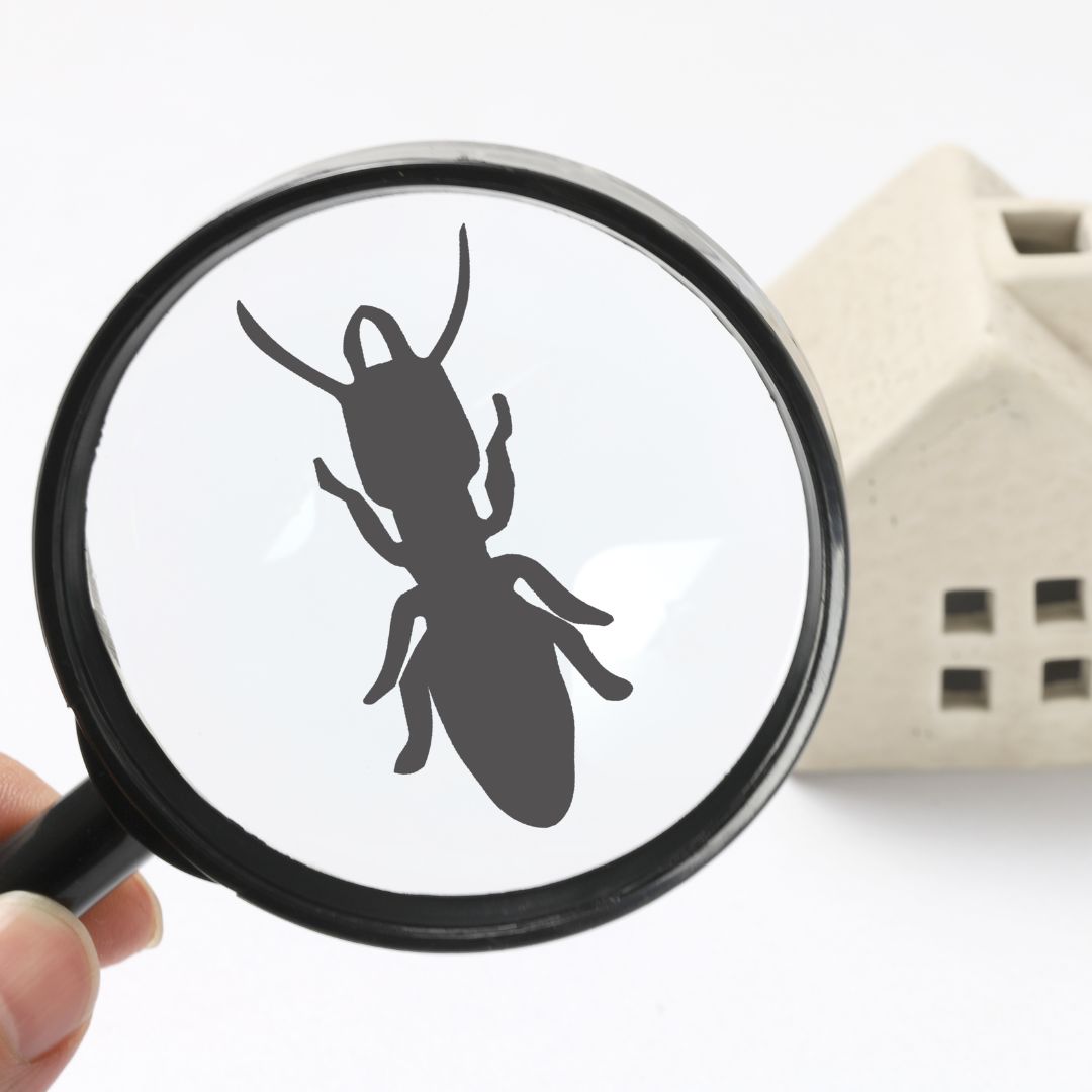 Termite silhouette magnified against a model home, symbolizing pest inspection.