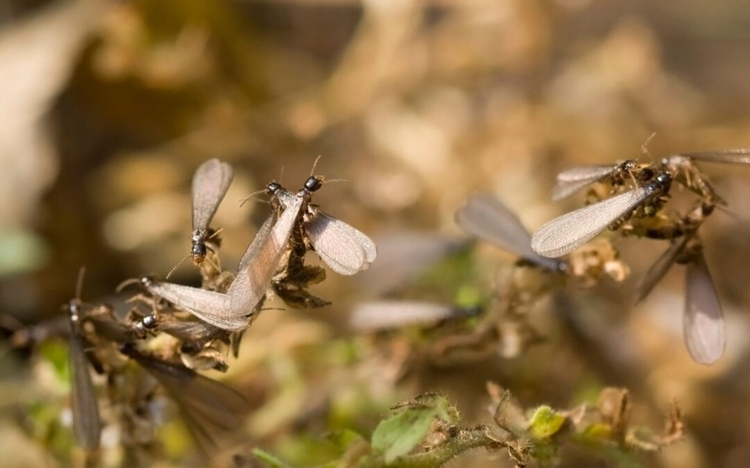 “Unraveling Termite Swarms: Causes, Responses, and Preventive Strategies