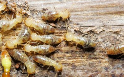 Why is it Important to Have an Annual Termite Inspection and Steps to Take After Detection