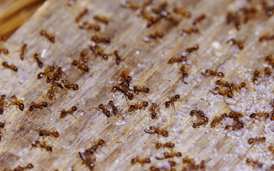 10 Ways to Prevent Ants From Taking Over Your Kitchen
