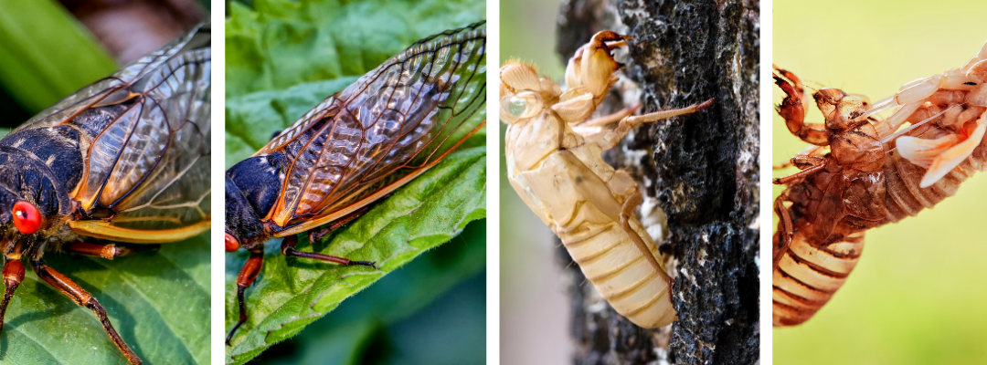 Periodical Cicadas in St. Louis: A Comprehensive Guide