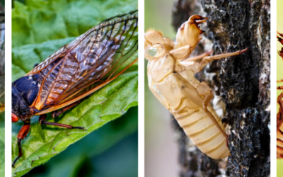 Periodical Cicadas in St. Louis: A Comprehensive Guide