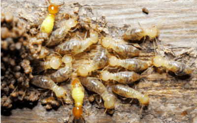 Termite Damage or Rotten Wood? Identifying Key Indicators