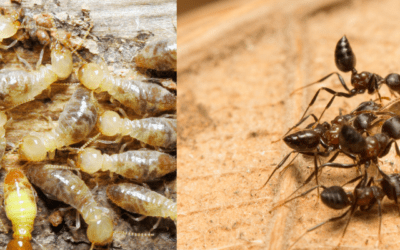 Wood-Destroying Insects in St. Louis: Prevention and Protection Strategies