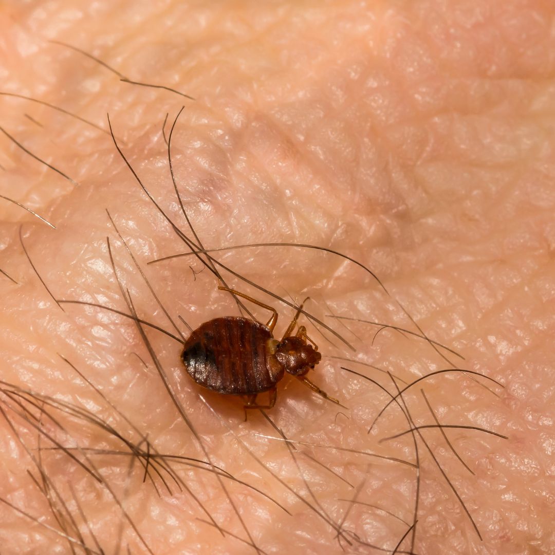 Ultimate Guide to Identifying and Getting Rid of Bed Bugs: Effective ...