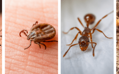 Top 5 Pests to Watch Out for This Summer in St. Louis, MO